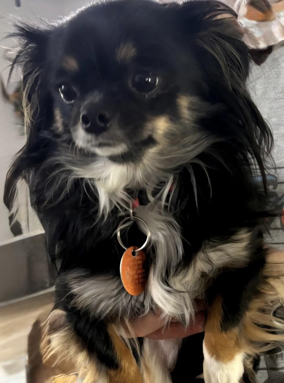 Enlarge LIL' BIT, a Adoptable Chihuahua in fort worth, TX image 2/3