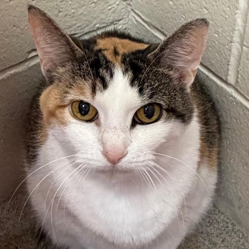 Callie, Adoptable, Senior Female Domestic Short Hair.