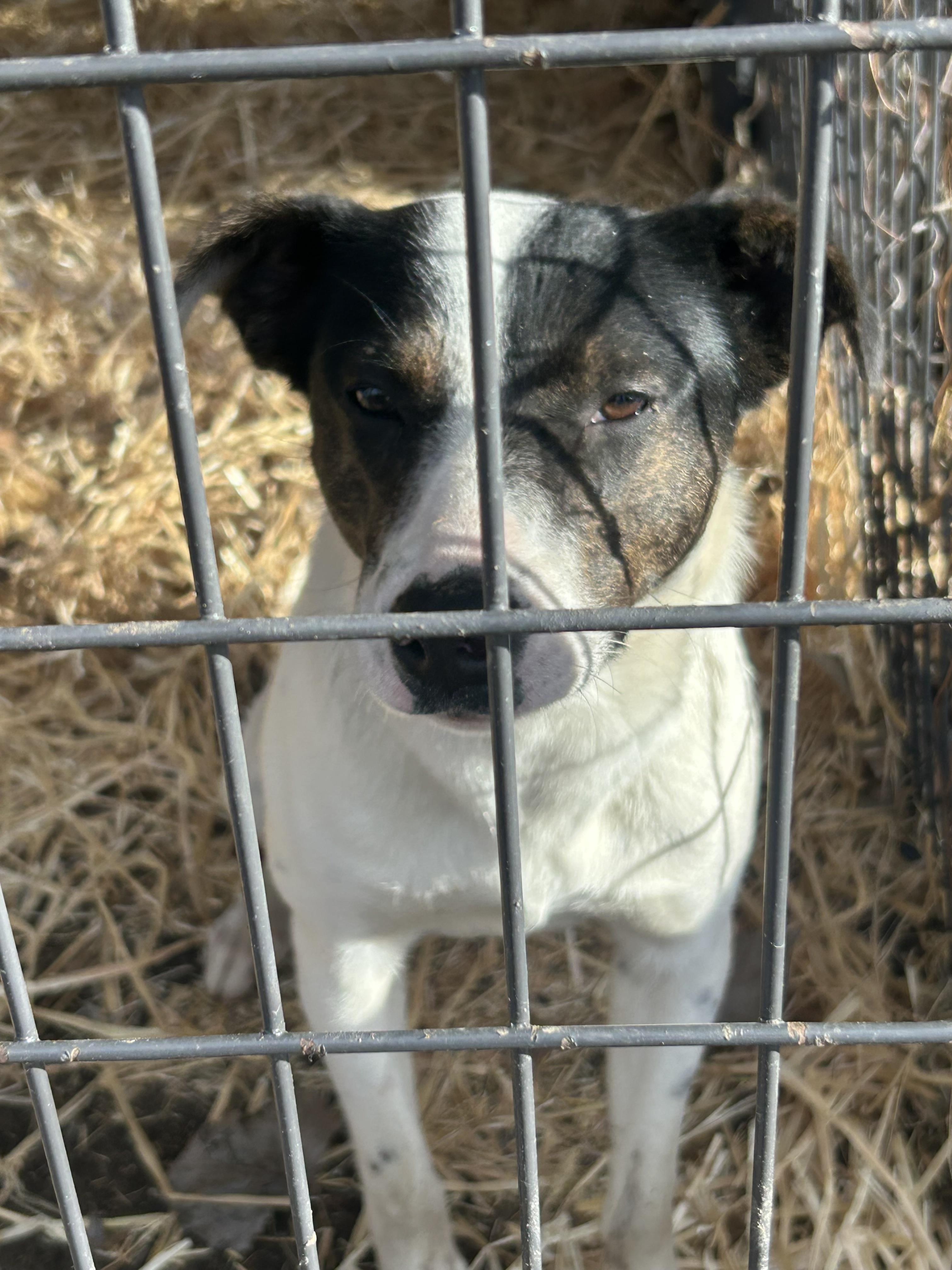 Amelie, Adoptable, Adult Female Australian Cattle Dog / Blue Heeler.