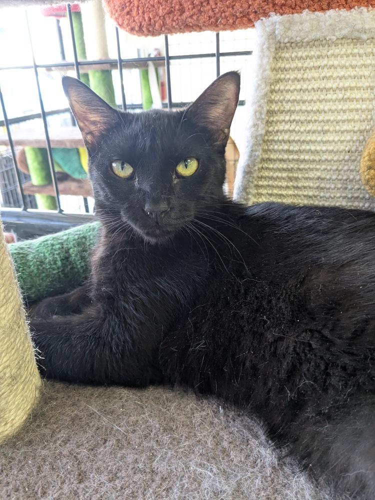 Angel, Adoptable, Young Female Domestic Short Hair.