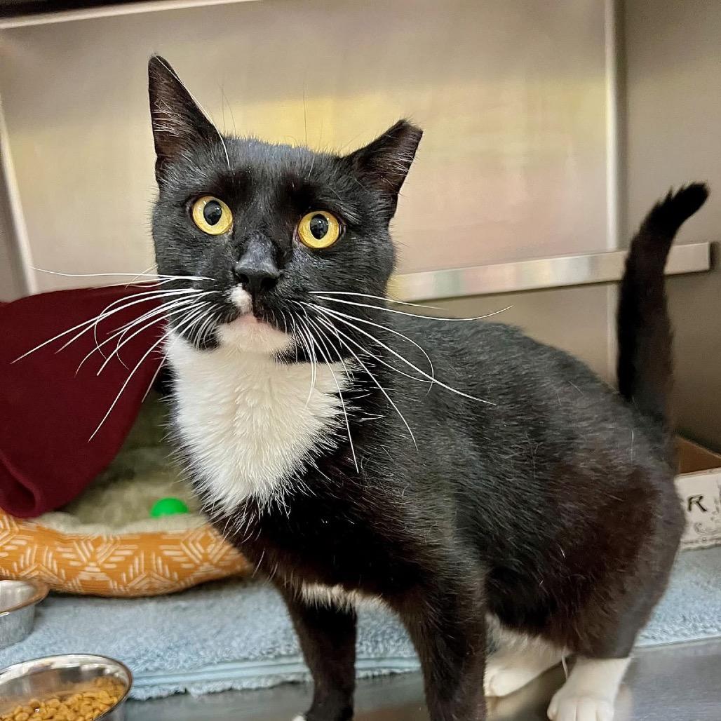 Big Oreo, a Adoptable Domestic Short Hair in Frederick, MD image 1/2