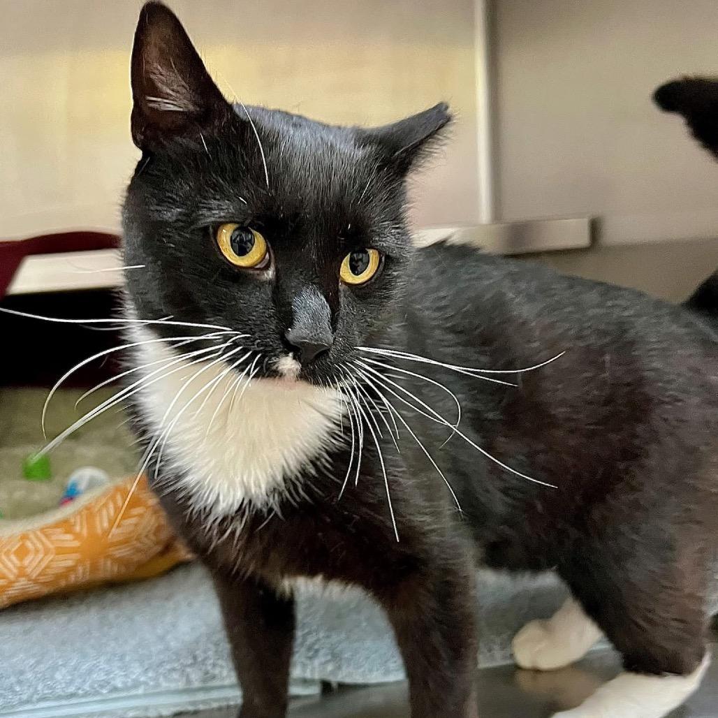 Big Oreo, a Adoptable Domestic Short Hair in Frederick, MD image 2/2