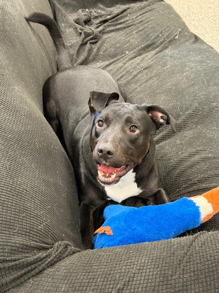 Cole, Adoptable, Young Male Mixed Breed.