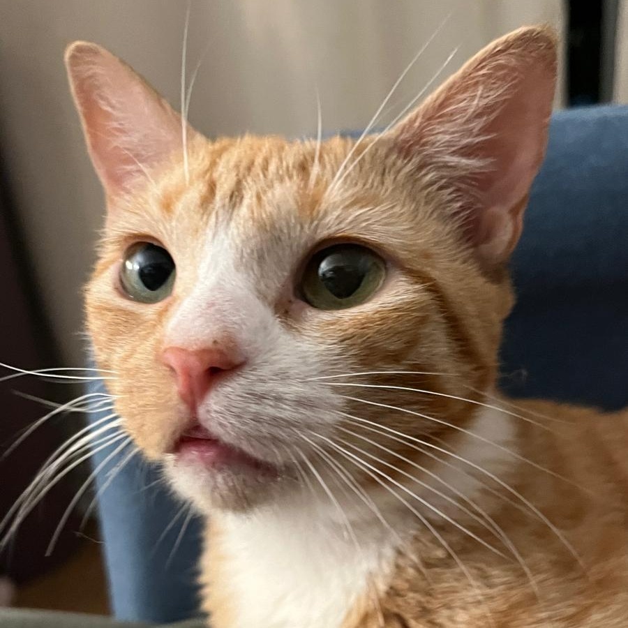 Annie, a ADOPTABLE Domestic Short Hair in Astoria, NY image 1/6