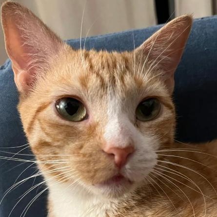 Annie, a ADOPTABLE Domestic Short Hair in Astoria, NY image 2/6