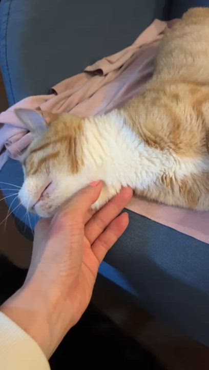 Enlarge Annie, a ADOPTABLE Domestic Short Hair in Astoria, NY video 3/6