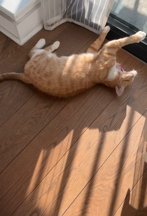 Enlarge Annie, a ADOPTABLE Domestic Short Hair in Astoria, NY video 6/6