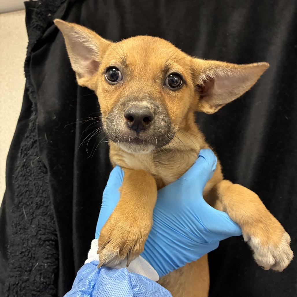 Enlarge Truffles, a Adoptable mixed breed in San Antonio, TX image 1/1