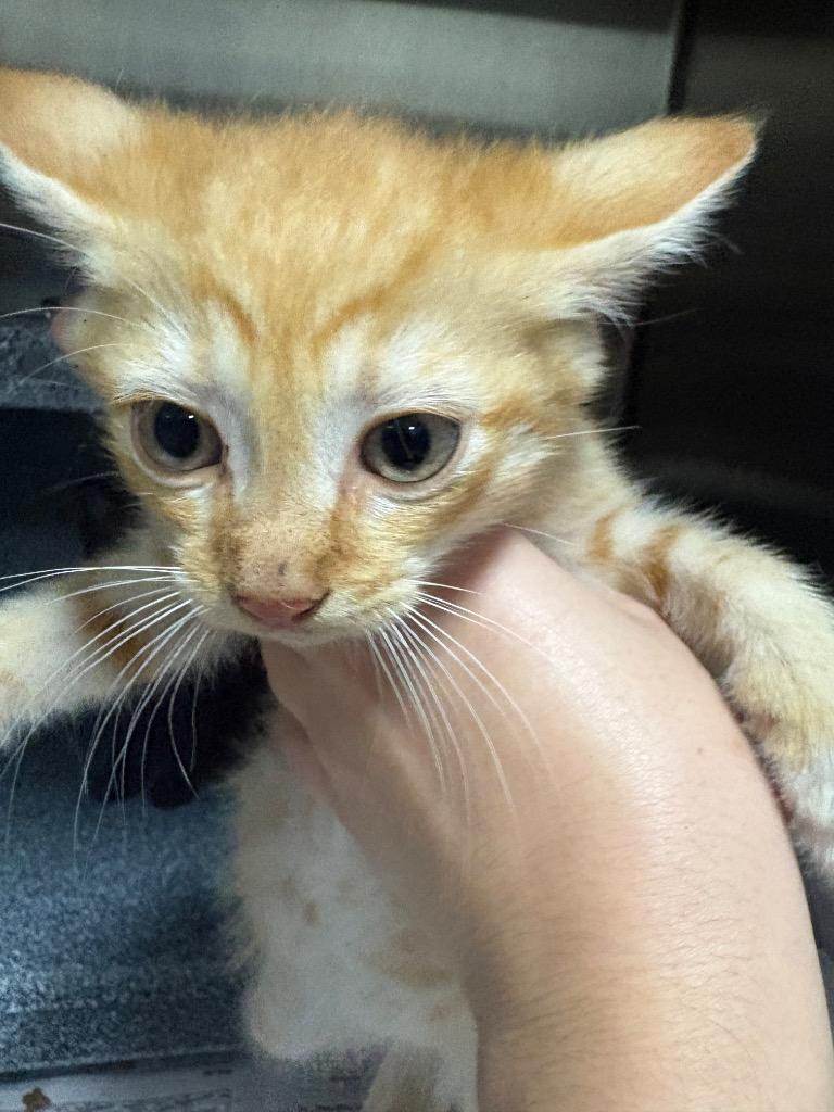 Taz, Adoptable, Kitten Male Domestic Short Hair.