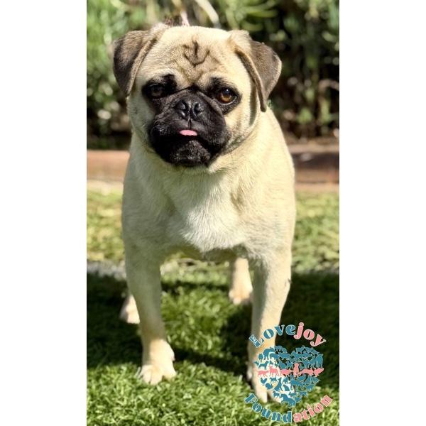 Enlarge Bub, an adopted Pug in Inglewood, CA image 1/2