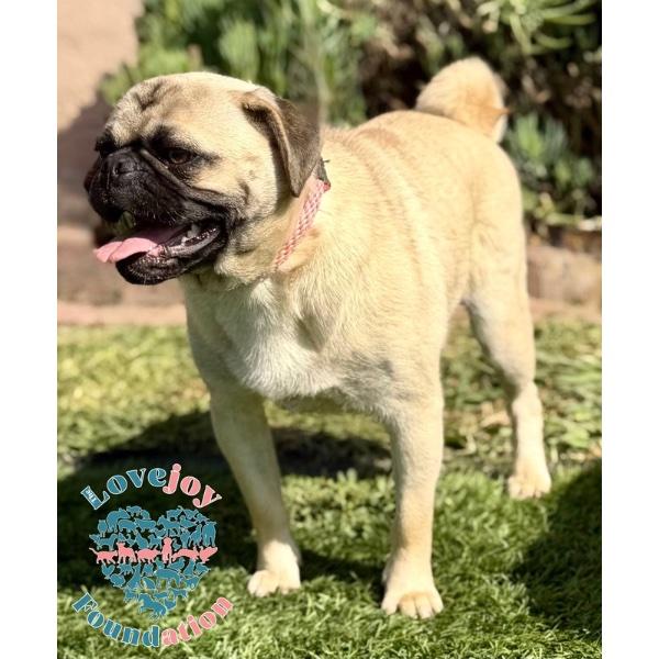 Enlarge Bub, an adopted Pug in Inglewood, CA image 2/2