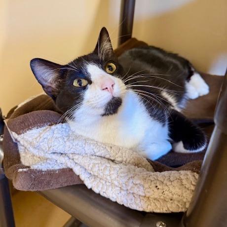 Enlarge Atticus, a Adoptable Domestic Short Hair in Agoura Hills, CA image 1/6
