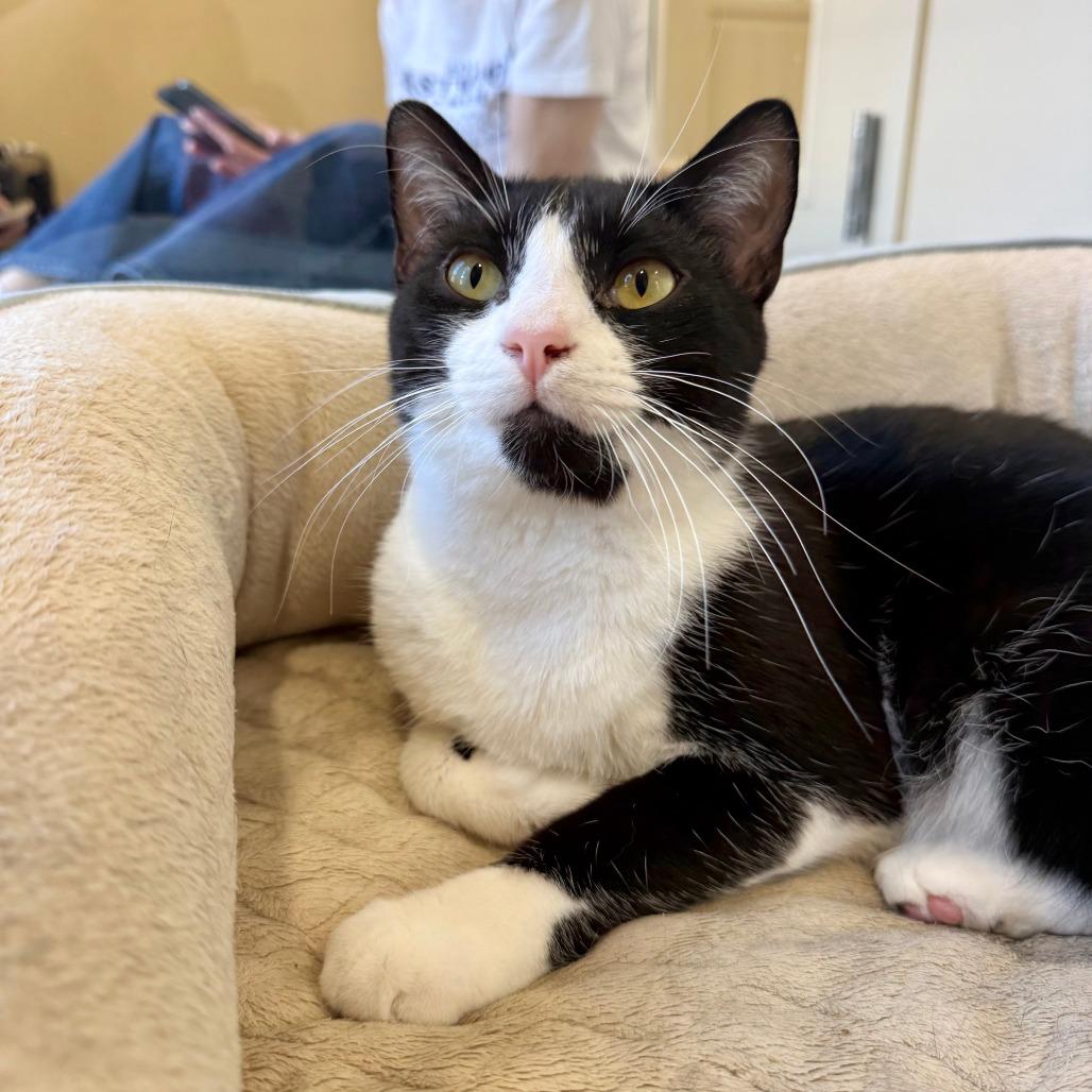 Enlarge Atticus, a Adoptable Domestic Short Hair in Agoura Hills, CA image 5/6