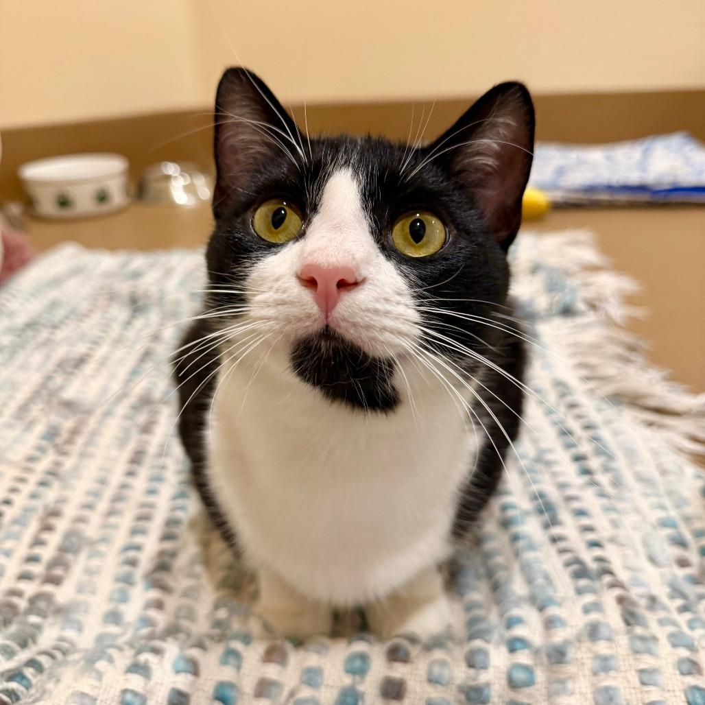Enlarge Atticus, a Adoptable Domestic Short Hair in Agoura Hills, CA image 6/6