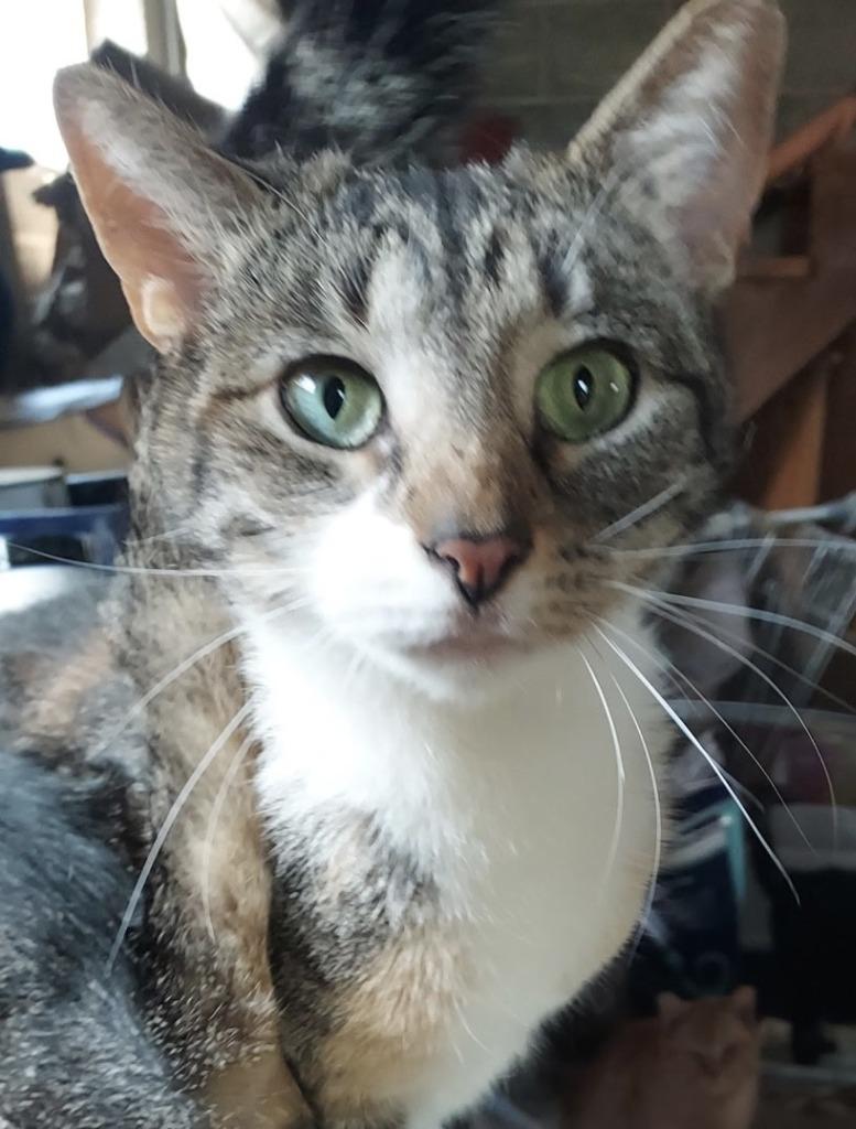 Enlarge Hazel, a Adoptable mixed breed in Lancaster, PA image 1/1