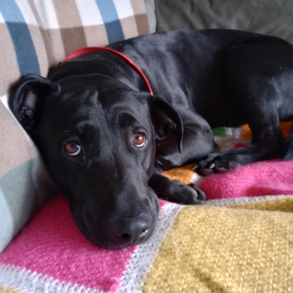 Enlarge Lake, a Adoptable mixed breed in Brownsboro, AL image 2/2