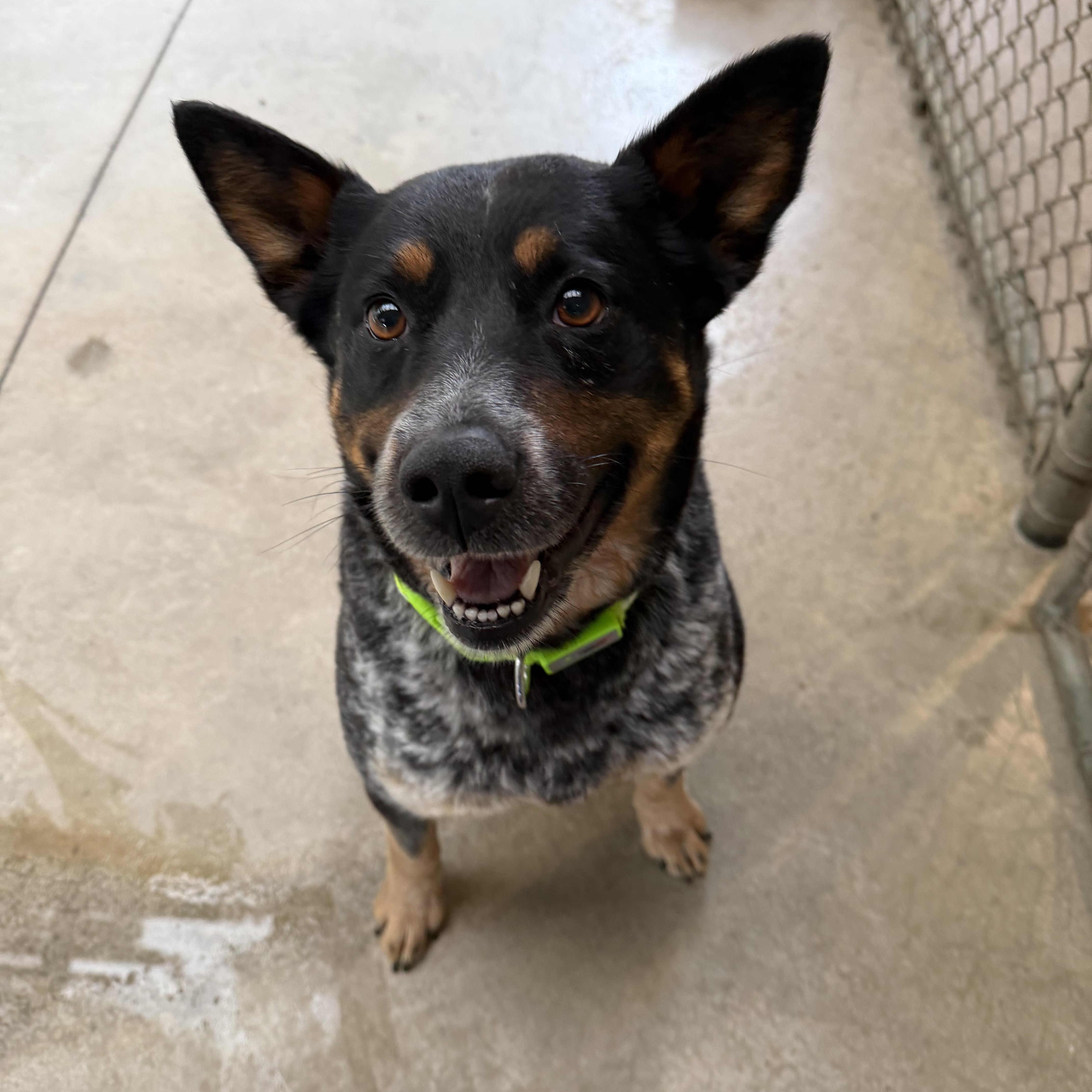 Thomasa, a ADOPTABLE Australian Cattle Dog / Blue Heeler in Hood River, OR image 2/2