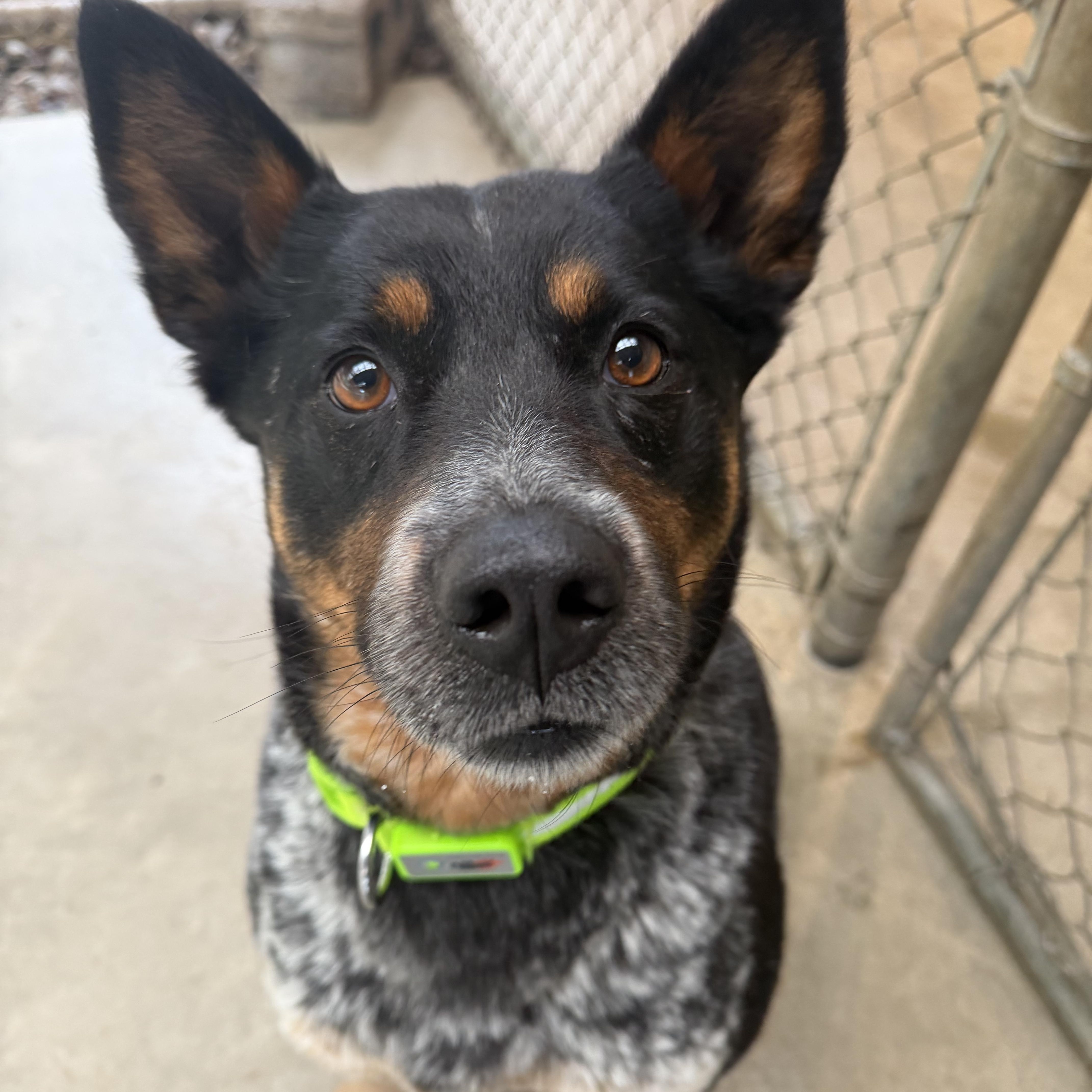 Thomasa, a ADOPTABLE Australian Cattle Dog / Blue Heeler in Hood River, OR image 1/2