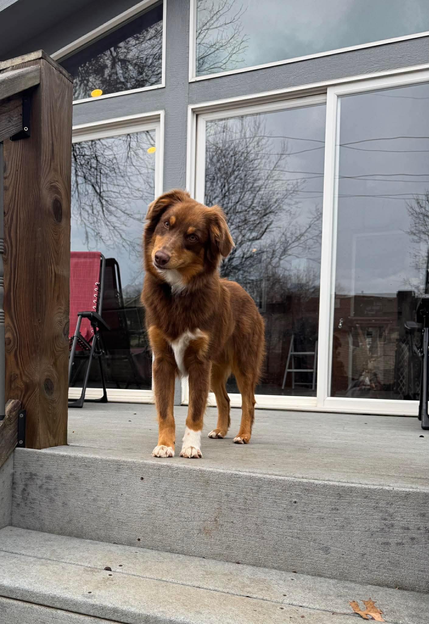 Enlarge Stella, a Adoptable Australian Shepherd in Merriam, KS image 1/3
