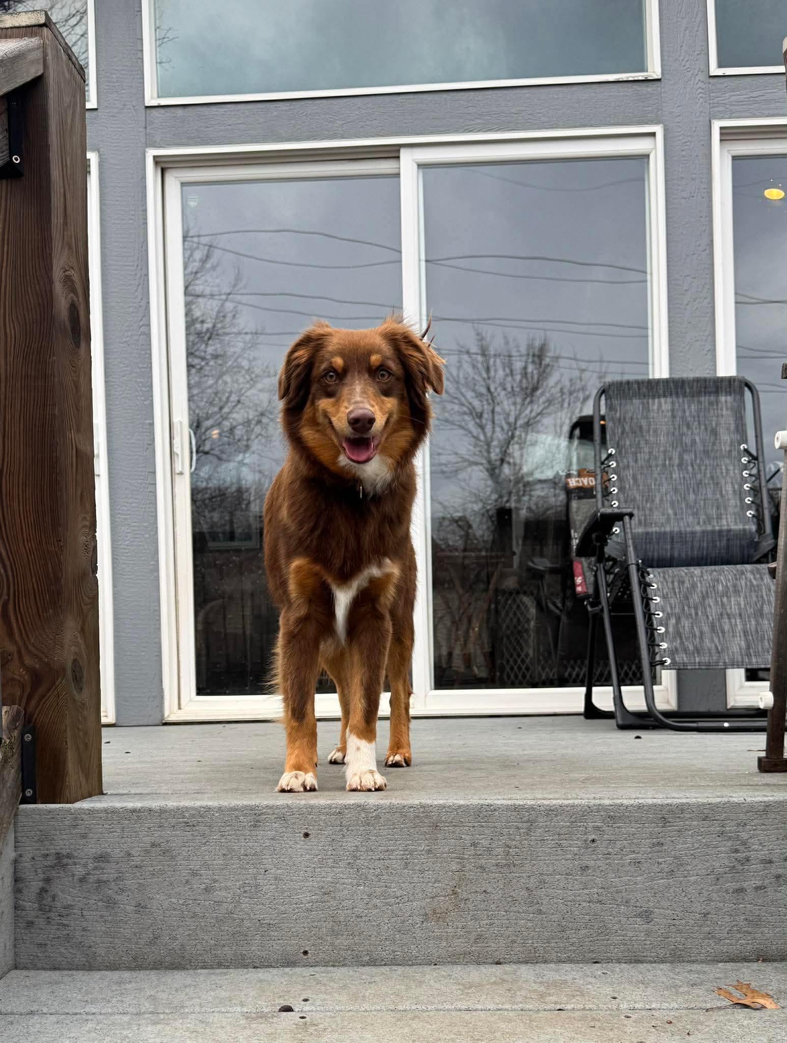 Enlarge Stella, a Adoptable Australian Shepherd in Merriam, KS image 2/3