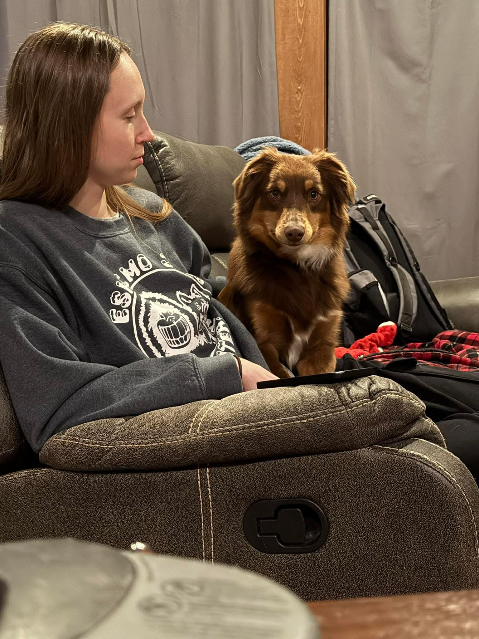 Enlarge Stella, a Adoptable Australian Shepherd in Merriam, KS image 3/3