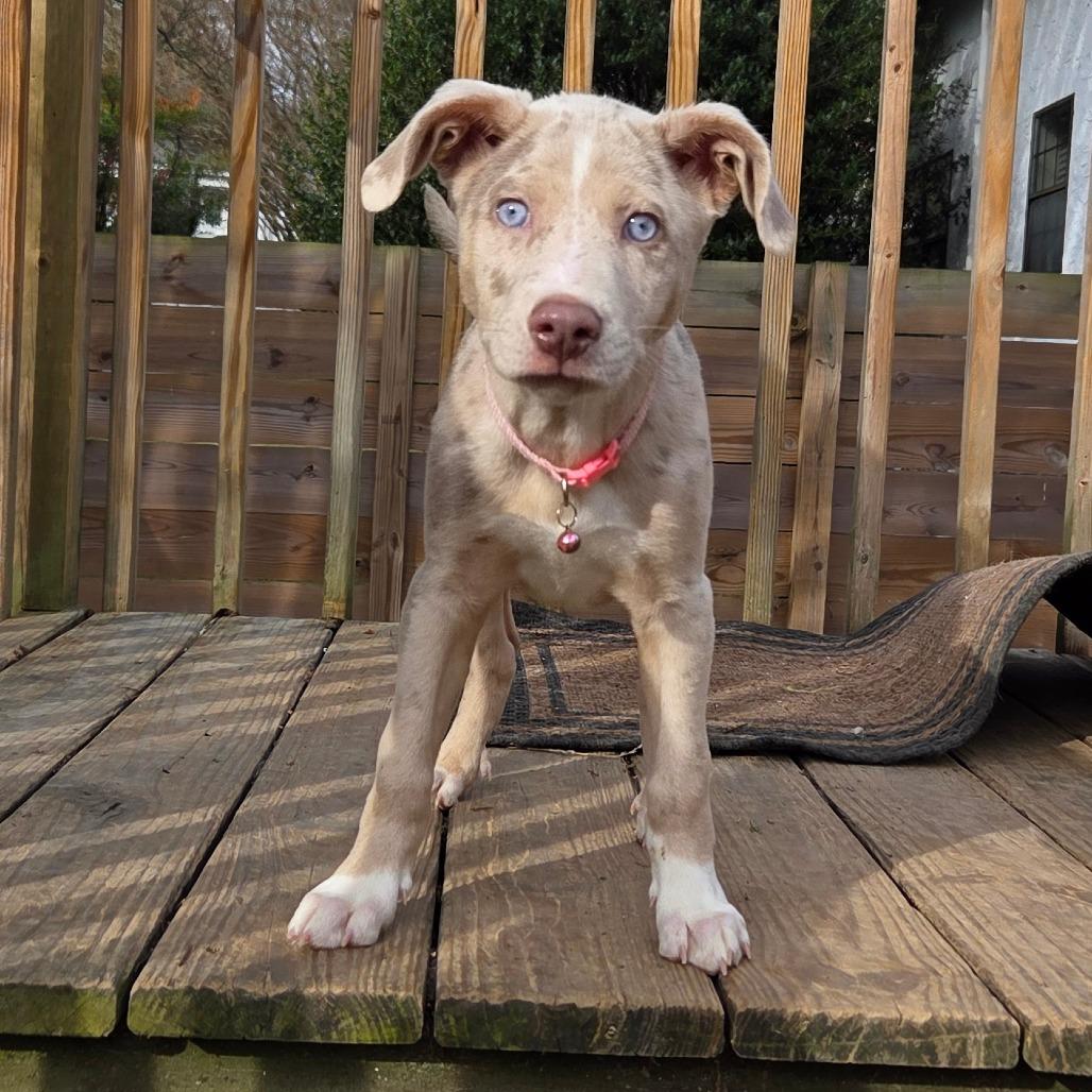 Boo, Adoptable, Puppy Female Catahoula Leopard Dog & Mixed Breed.