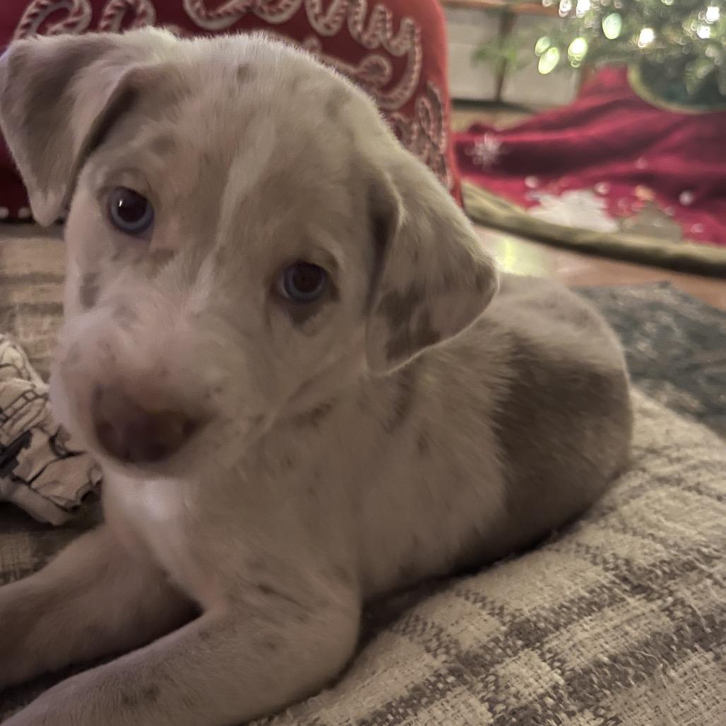 Enlarge Boo, a Adoptable mixed breed in Knoxville, TN image 1/6