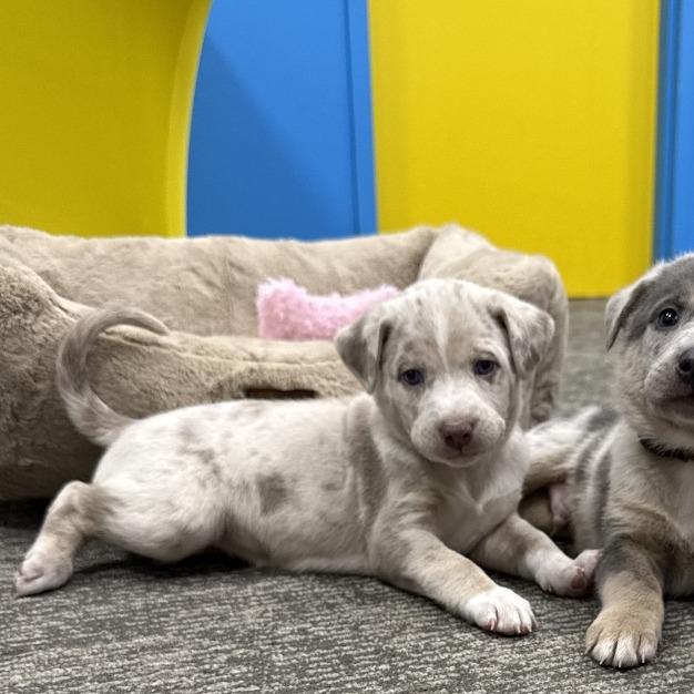 Enlarge Boo, a Adoptable mixed breed in Knoxville, TN image 2/6