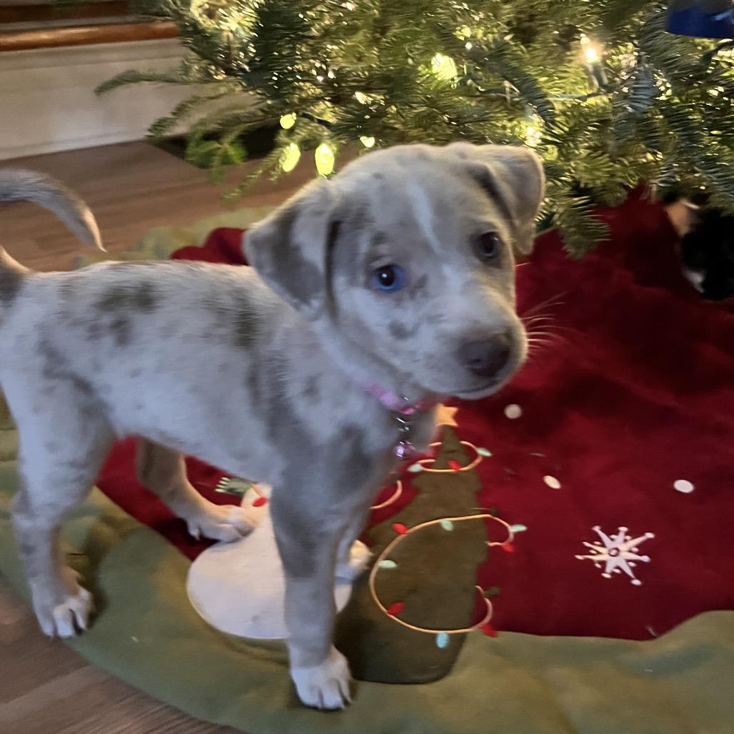 Enlarge Boo, a Adoptable mixed breed in Knoxville, TN image 3/6