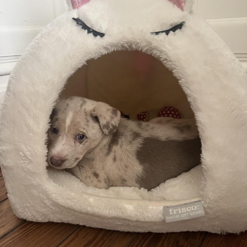 Enlarge Boo, a Adoptable mixed breed in Knoxville, TN image 4/6