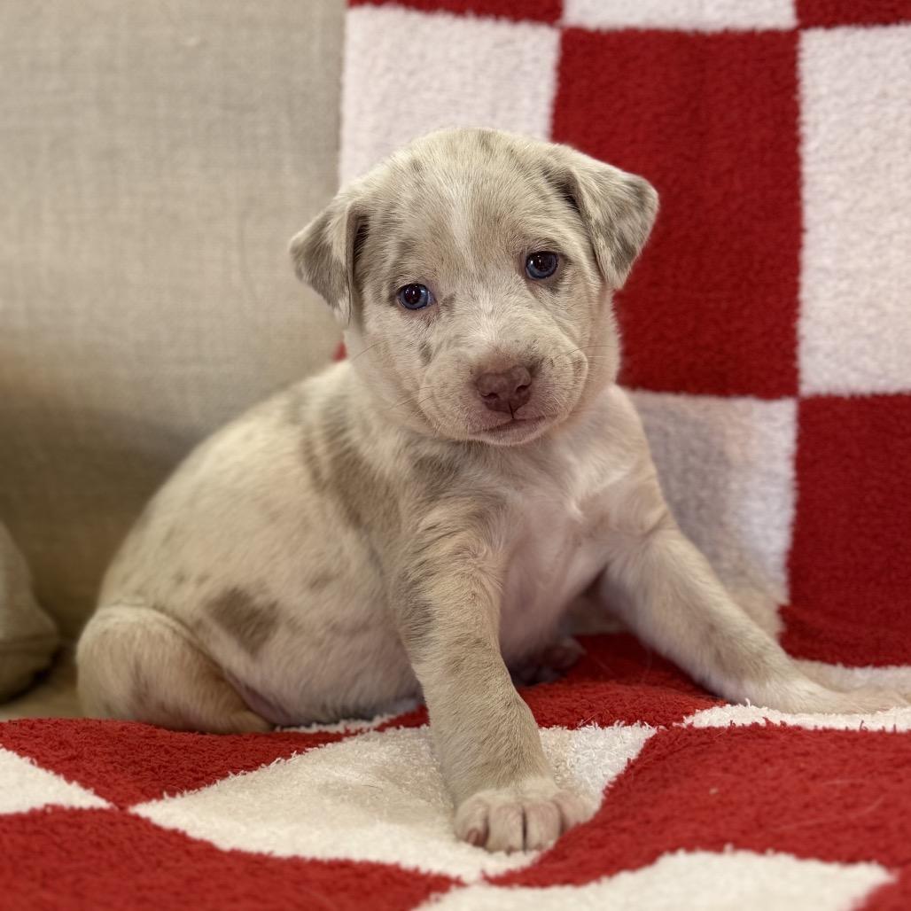 Enlarge Boo, a Adoptable mixed breed in Knoxville, TN image 5/6