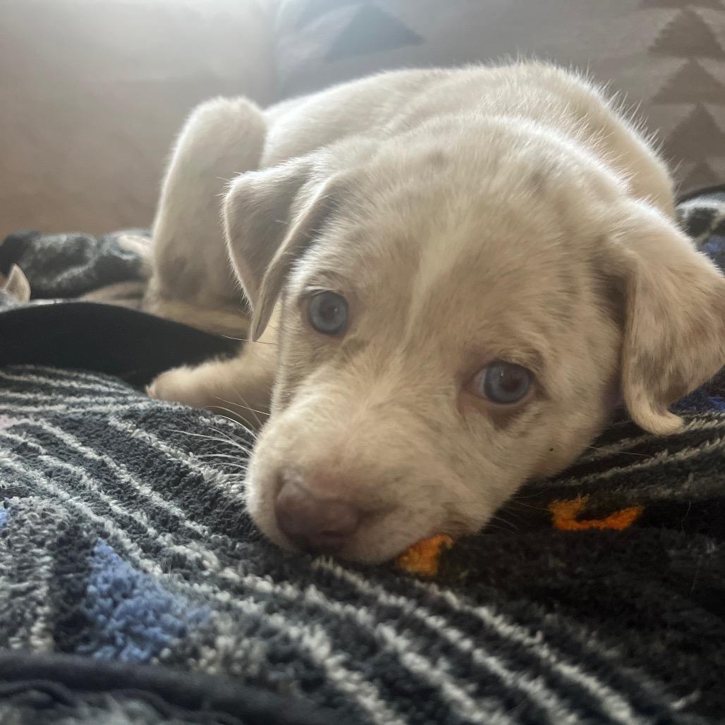 Enlarge Boo, a Adoptable mixed breed in Knoxville, TN image 6/6