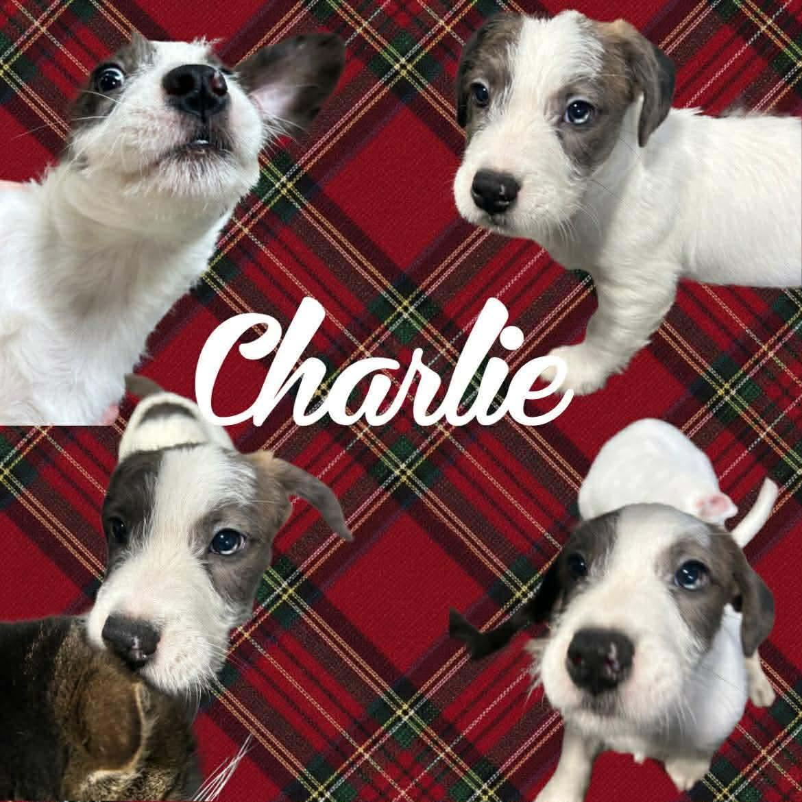 Charlie, ADOPTABLE, Puppy Male Shih Tzu & Mixed Breed.