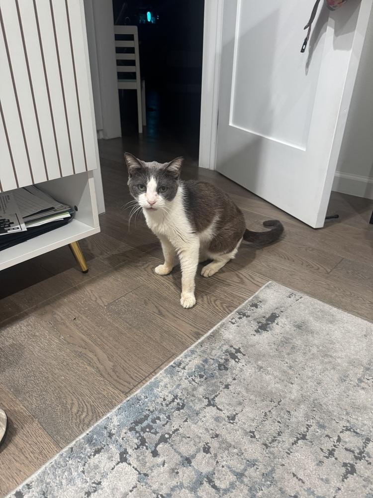 KC, Adoptable, Senior Female Domestic Short Hair.