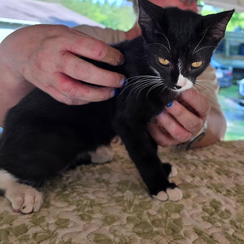 Winona, Adoptable, Kitten Female Domestic Short Hair.