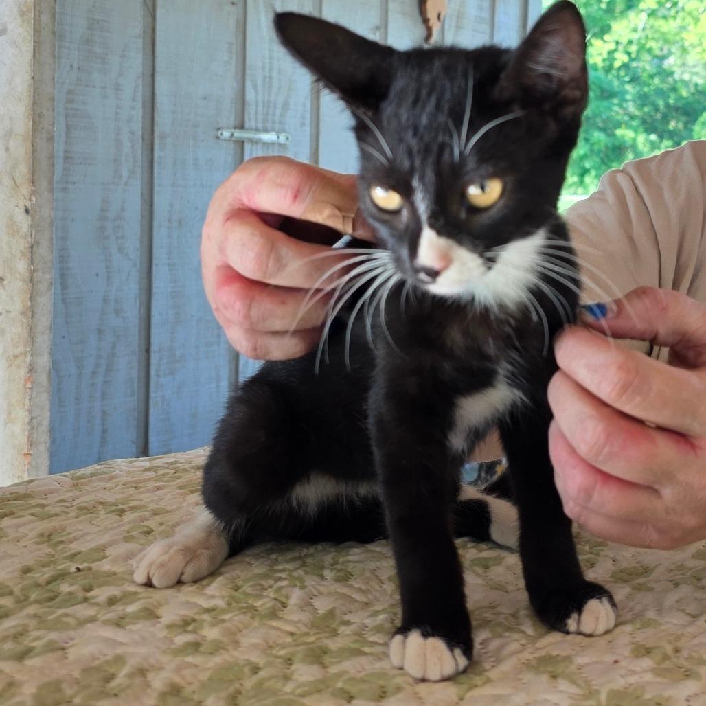 Enlarge Winona, a Adoptable Domestic Short Hair in Concord, NH image 2/5