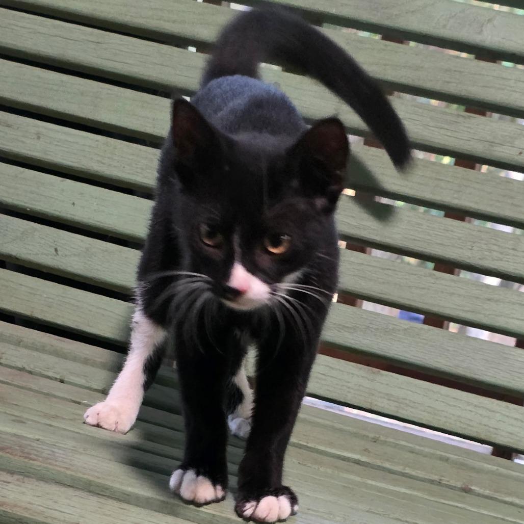 Enlarge Winona, a Adoptable Domestic Short Hair in Concord, NH image 3/5