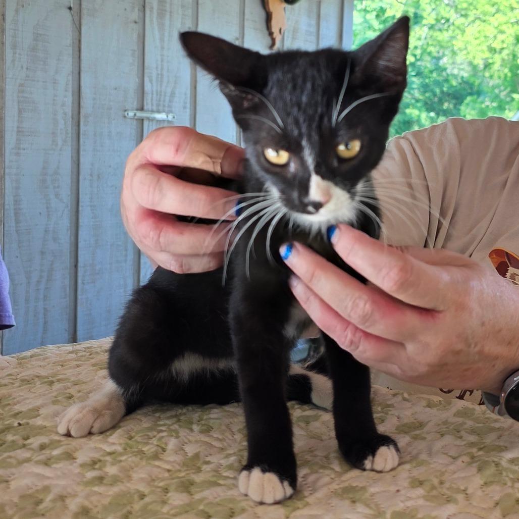 Enlarge Winona, a Adoptable Domestic Short Hair in Concord, NH image 4/5