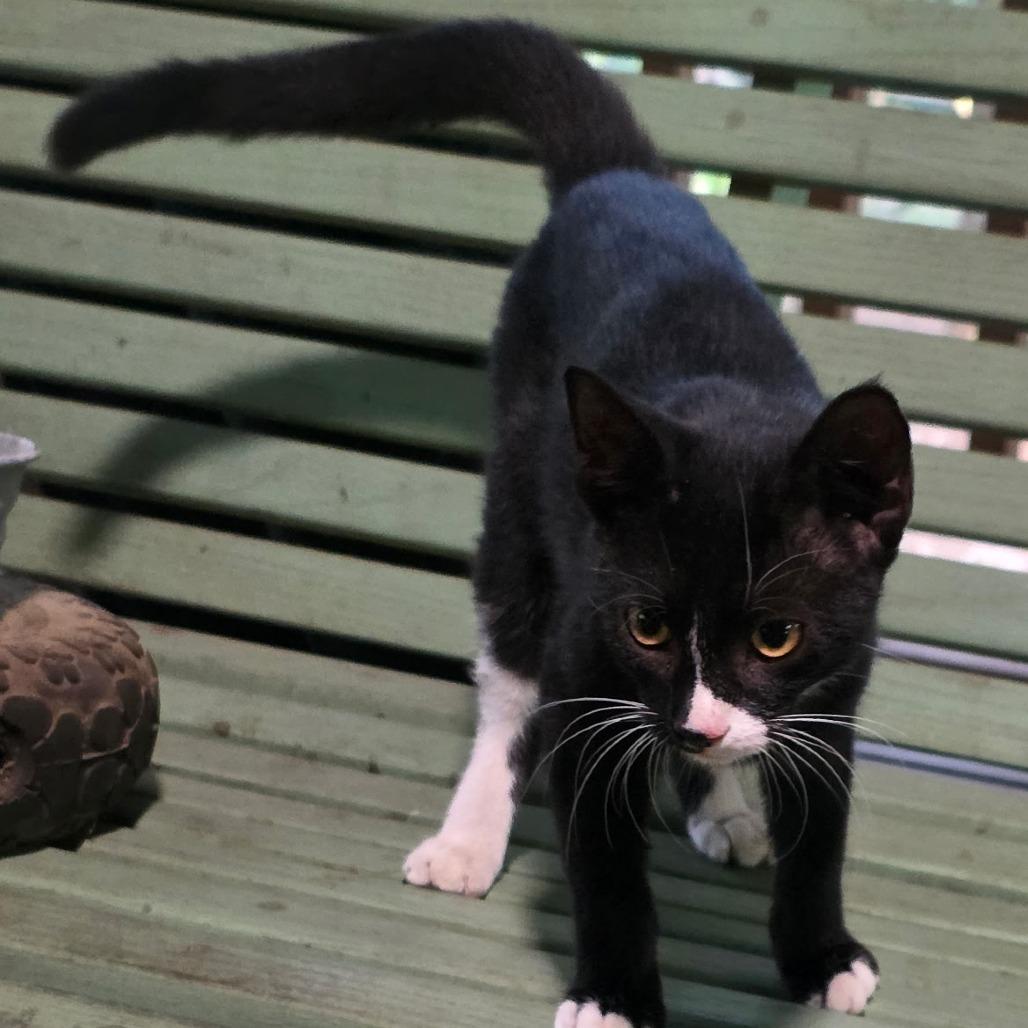 Enlarge Winona, a Adoptable Domestic Short Hair in Concord, NH image 5/5