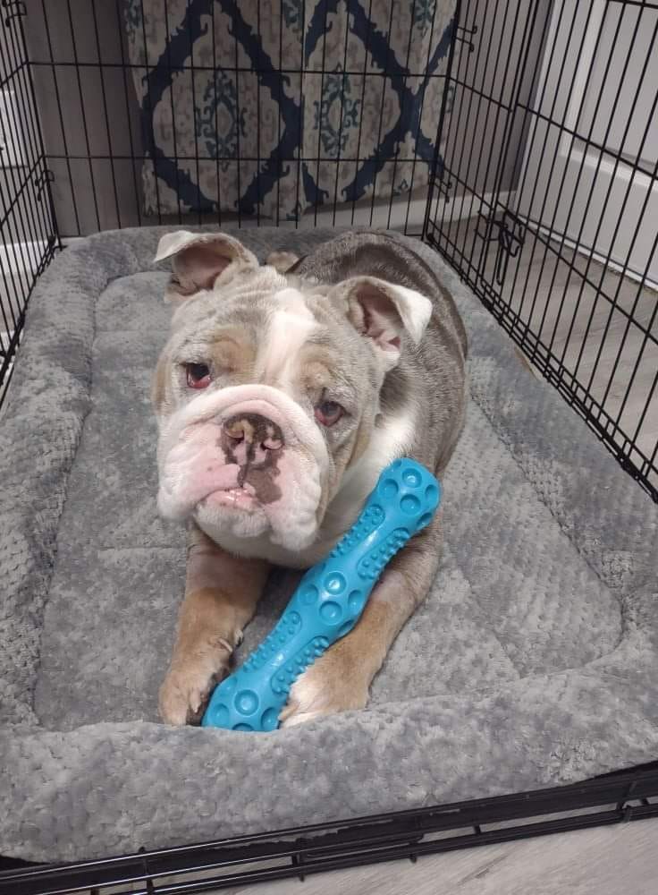 Dog for adoption Journey, an English Bulldog in Sandy, UT Petfinder