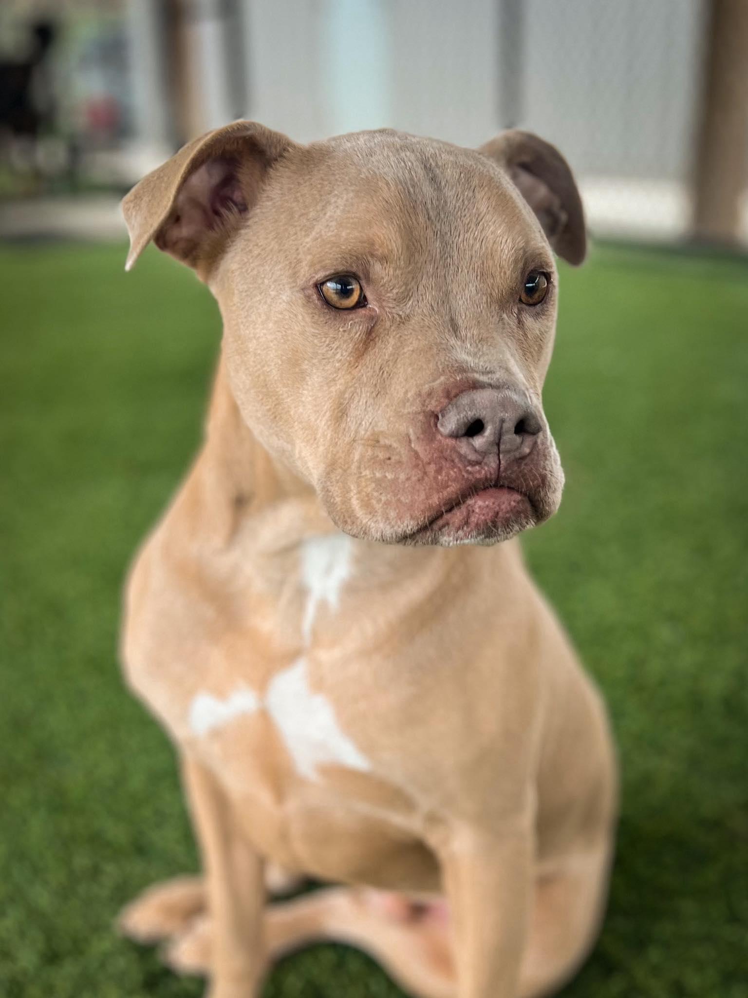 Enlarge Piglet, an adoptable mixed breed in Richmond, KY image 4/6
