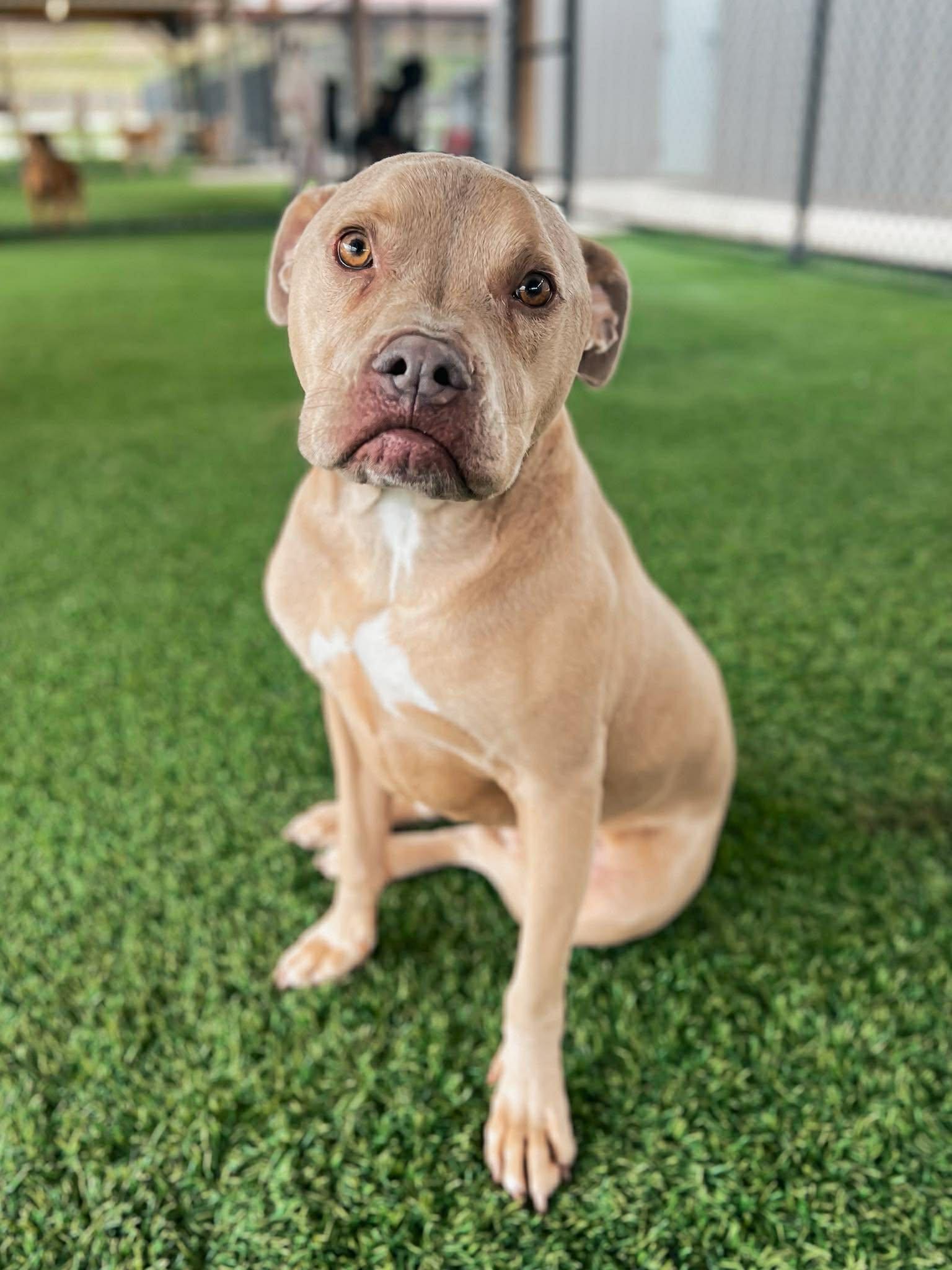 Enlarge Piglet, an adoptable mixed breed in Richmond, KY image 2/6
