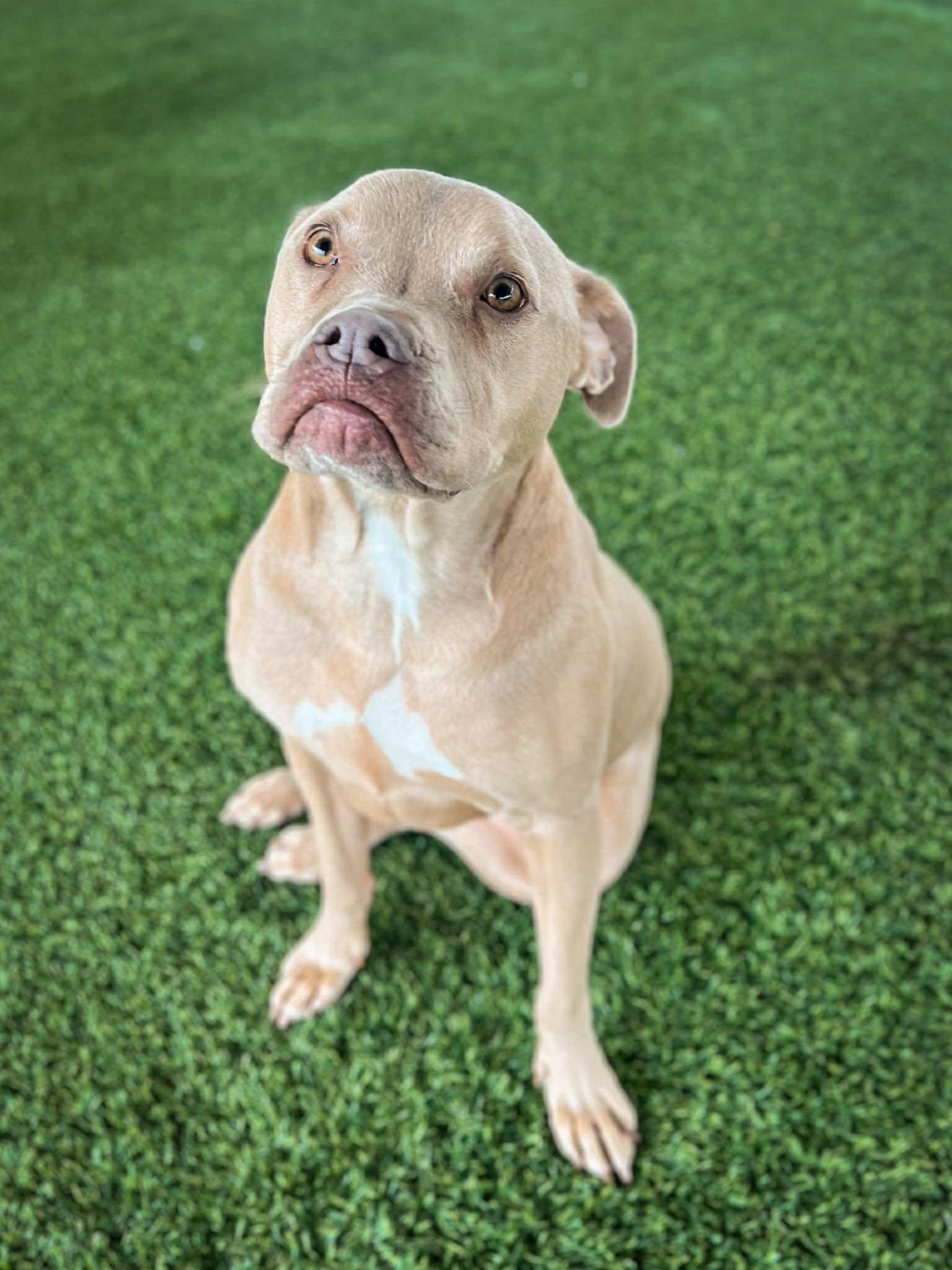 Enlarge Piglet, an adoptable mixed breed in Richmond, KY image 1/6