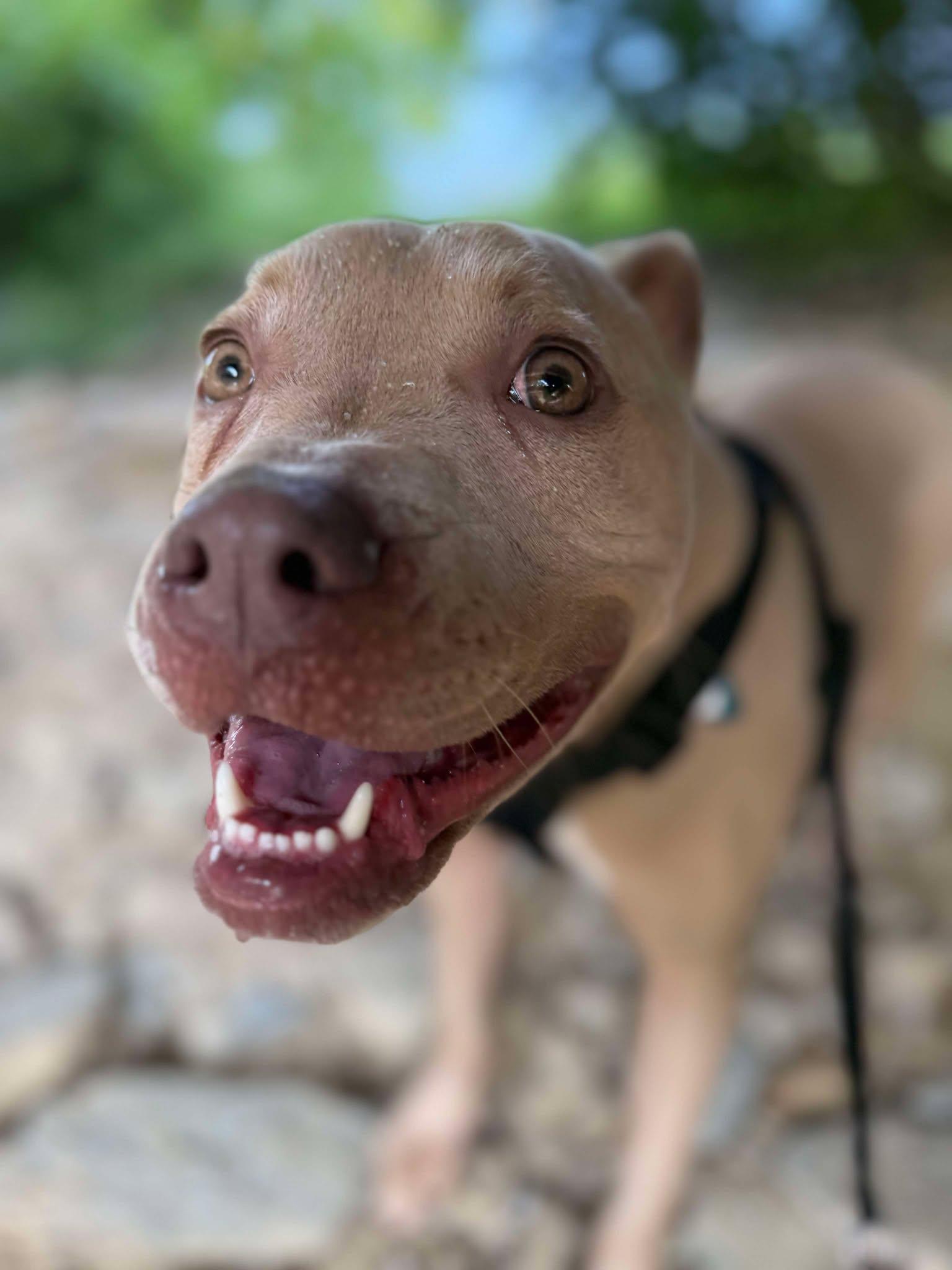 Enlarge Piglet, an adoptable mixed breed in Richmond, KY image 6/6