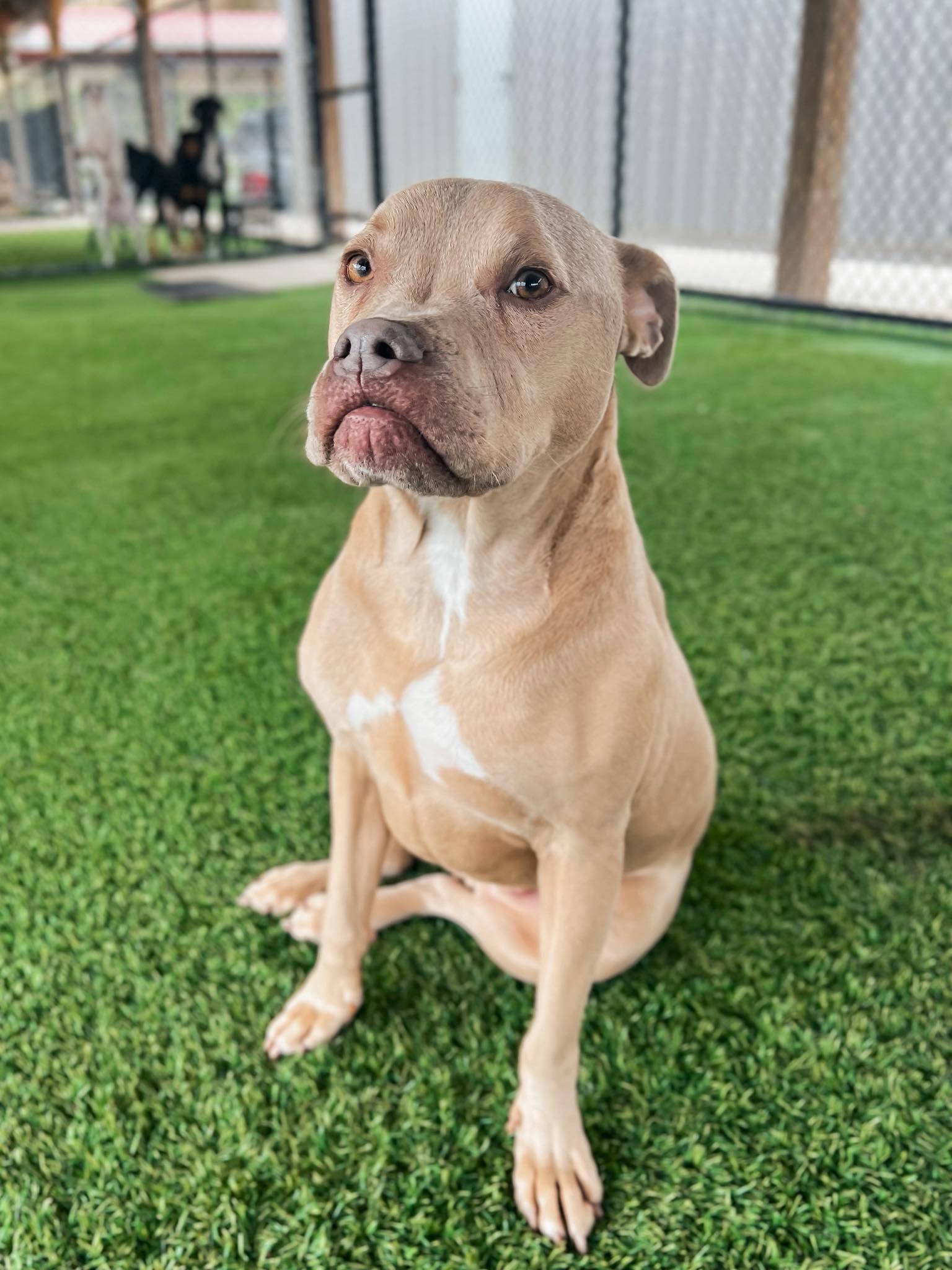 Enlarge Piglet, an adoptable mixed breed in Richmond, KY image 3/6