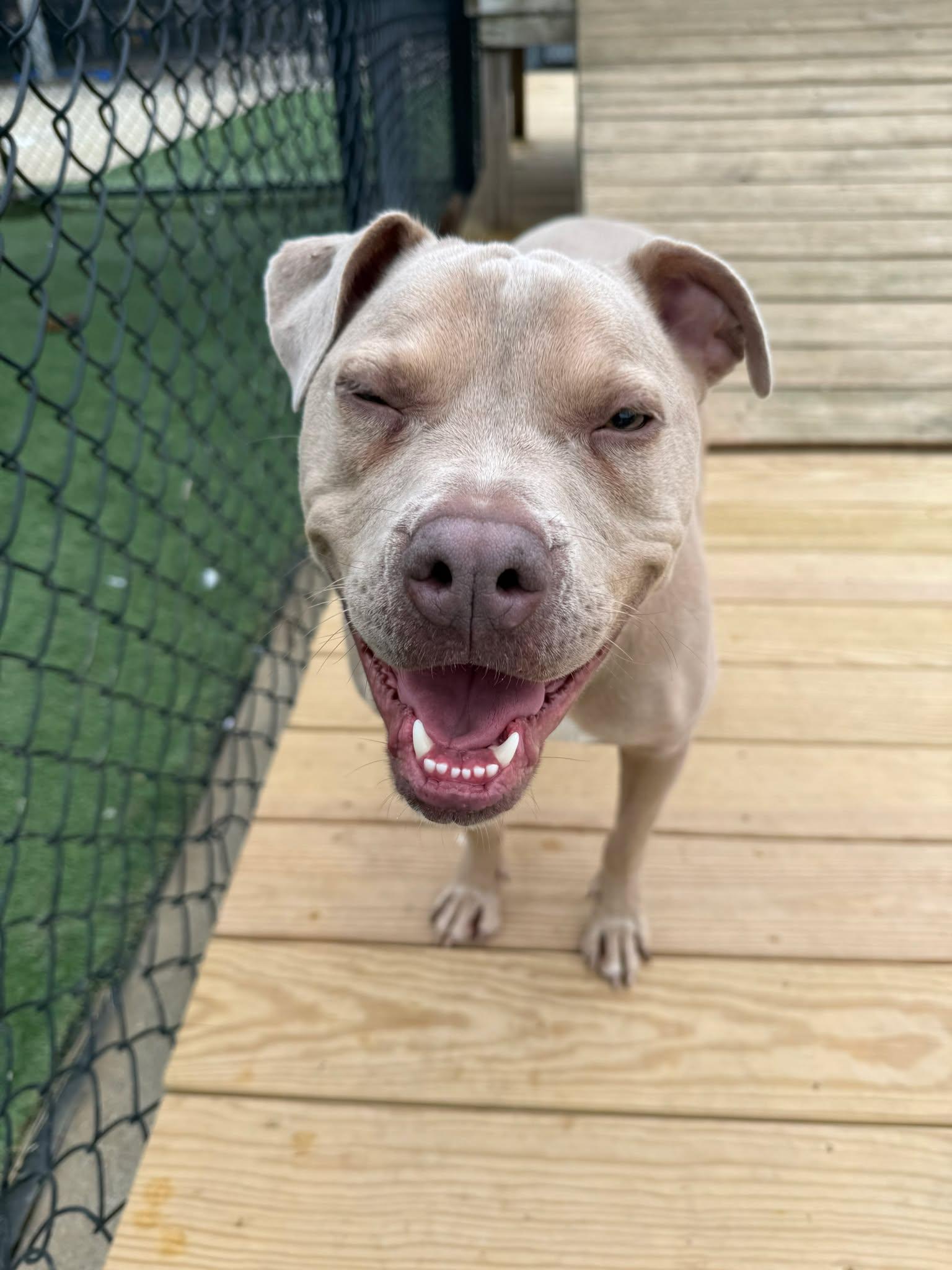 Enlarge Piglet, an adoptable mixed breed in Richmond, KY image 5/6