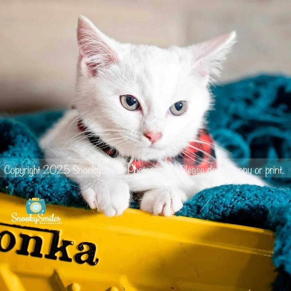 Enlarge Mary, an adopted Domestic Short Hair in Salisbury, NC image 2/4