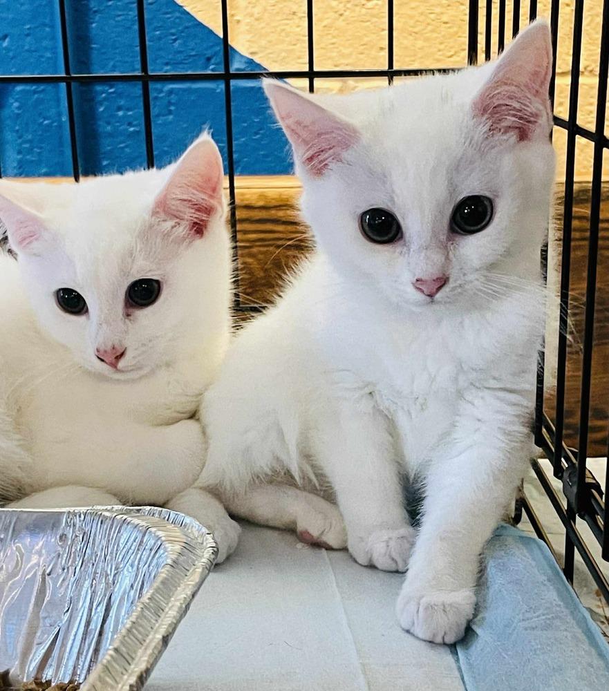 Mary, adopted, Kitten Female Domestic Short Hair.