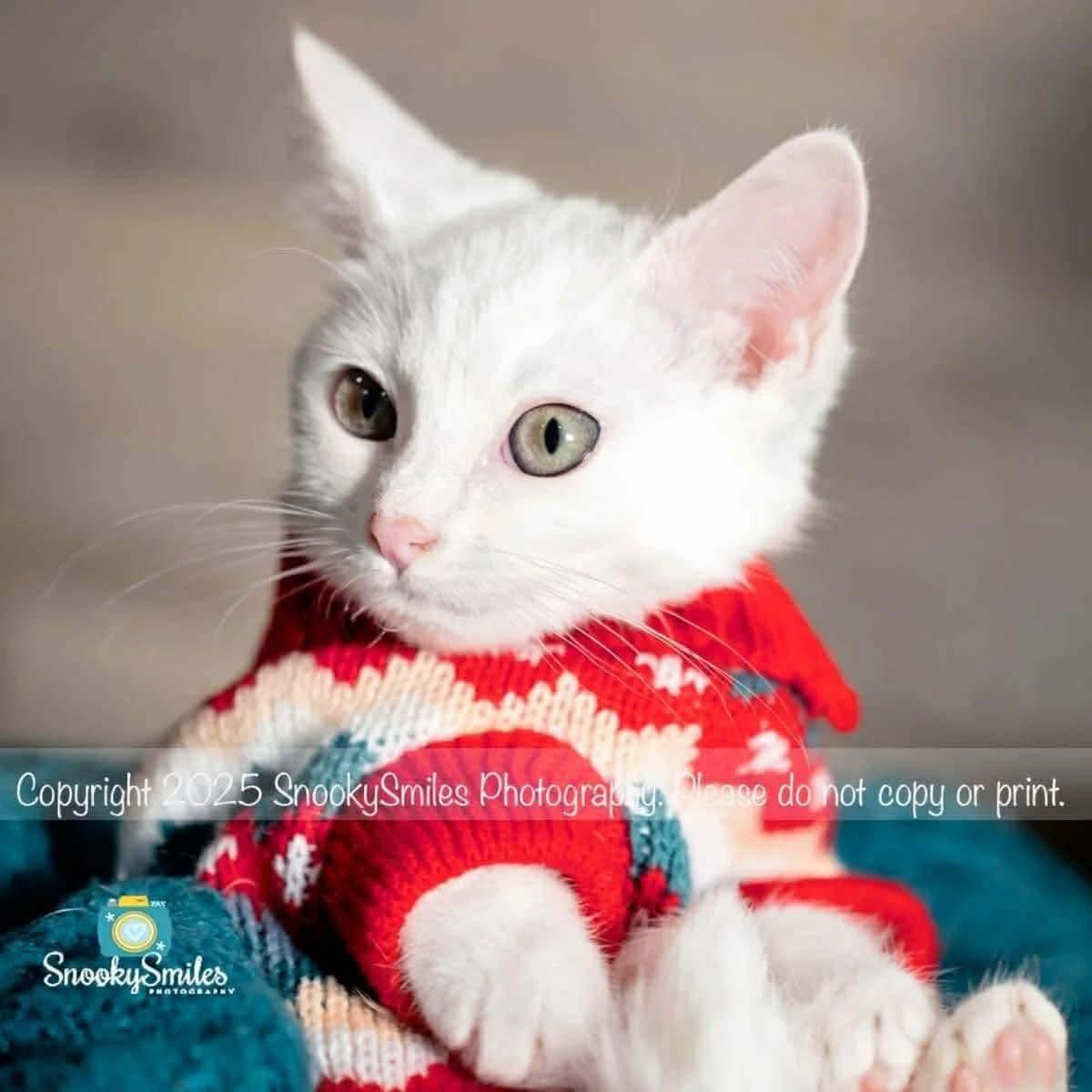 Enlarge Mary, an adopted Domestic Short Hair in Salisbury, NC image 1/4