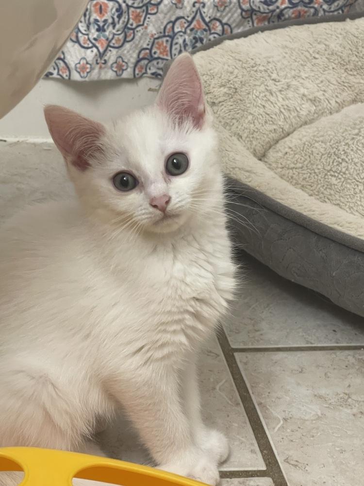 Enlarge Mary, an adopted Domestic Short Hair in Salisbury, NC image 4/4